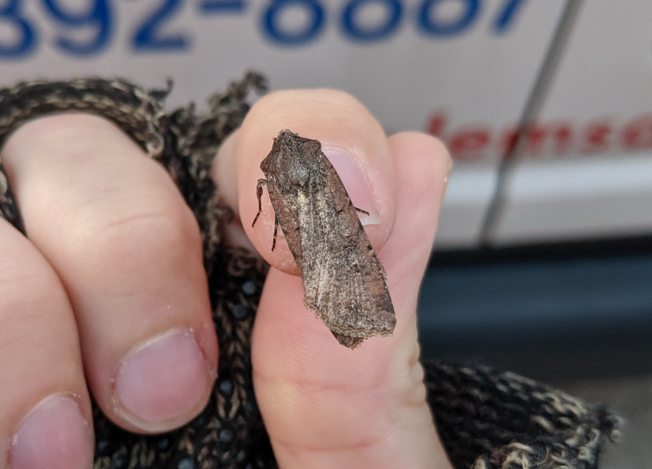 Typical hard-to-identify dart_20191025.jpg